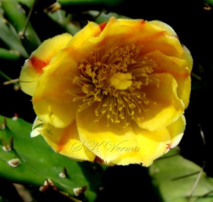  Flower